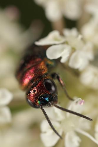 Holopyga sp.